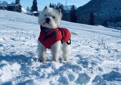 Hondenjas sneeuw