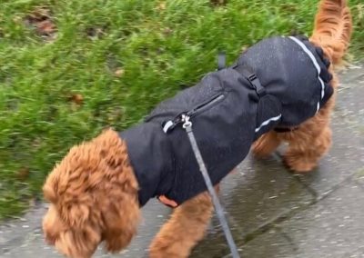 Regenjas hond rits tuigje