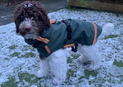 Winterjas hond sneeuw